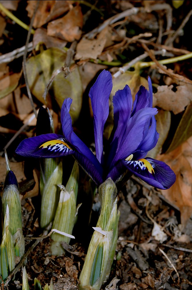 Lirio azul ... Iris reticulata